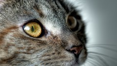 Close-up cats Animals