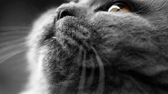 Close-up cats Animals