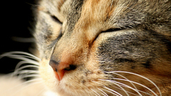 Close-up cats Animals closed