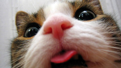 Close-up cats Animals funny