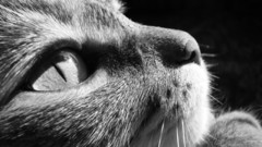 Close-up cats Animals grayscale