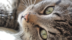 Close-up cats Animals green