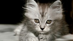 Close-up cats Animals Kittens