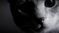 Close-up cats Animals monochrome