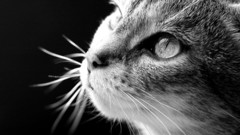 Close-up cats Animals monochrome