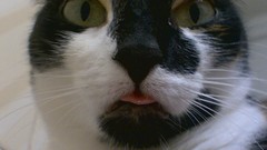 Close-up cats Animals tongue