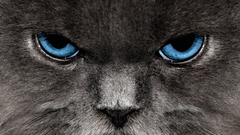 Close-up cats blue eyes