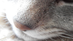 Close-up cats feline Kittens