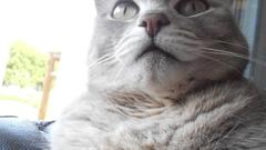 Close-up cats feline Kittens