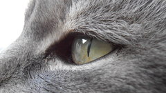 Close-up cats feline Kittens