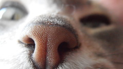 Close-up cats feline Kittens