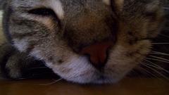 Close-up cats Kittens