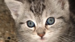 Close-up cats Kittens