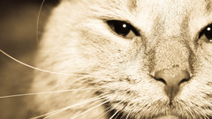 Close-up cats monochrome pets