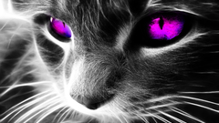 Close-up cats negative purple