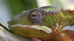 Close-up chameleons Reptiles