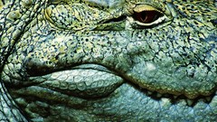 Close-up Crocodiles Reptiles