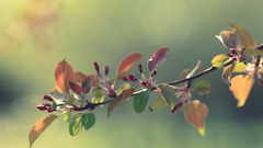 Close-up depth of field