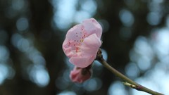 Close-up depth of field