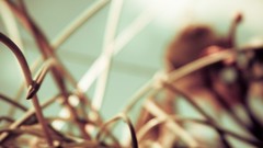 Close-up deviantart depth of