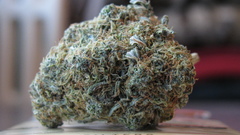 Close-up drugs marijuana pot