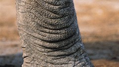 Close-up elephants