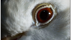 Close-up eyes Birds