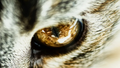 Close-up eyes cats Animals