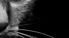 Close-up eyes cats Animals