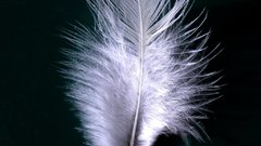 Close-up feathers