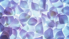 Close-up flower petals