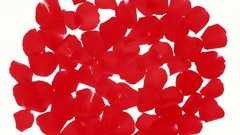 Close-up flower petals