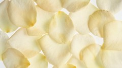 Close-up flower petals