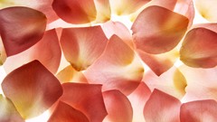 Close-up flower petals