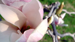Close-up Flowers