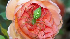 Close-up Flowers Animals insects