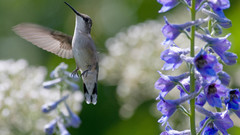 Close-up Flowers Birds