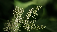 Close-up Flowers depth of
