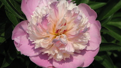 Close-up Flowers flower