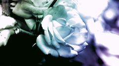 Close-up Flowers flower