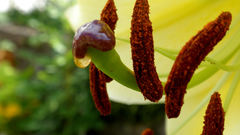 Close-up Flowers flower