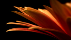 Close-up Flowers flower