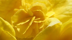 Close-up Flowers flower