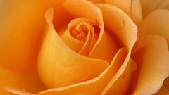 Close-up Flowers flower petals