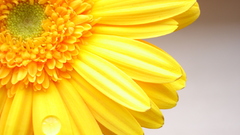 Close-up Flowers flower petals