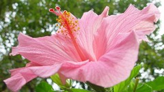 Close-up Flowers hibiscus
