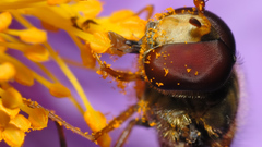 Close-up Flowers insects head