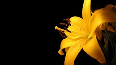 Close-up Flowers macro