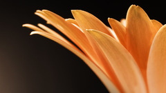 Close-up Flowers macro flower