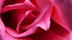 Close-up Flowers pink macro